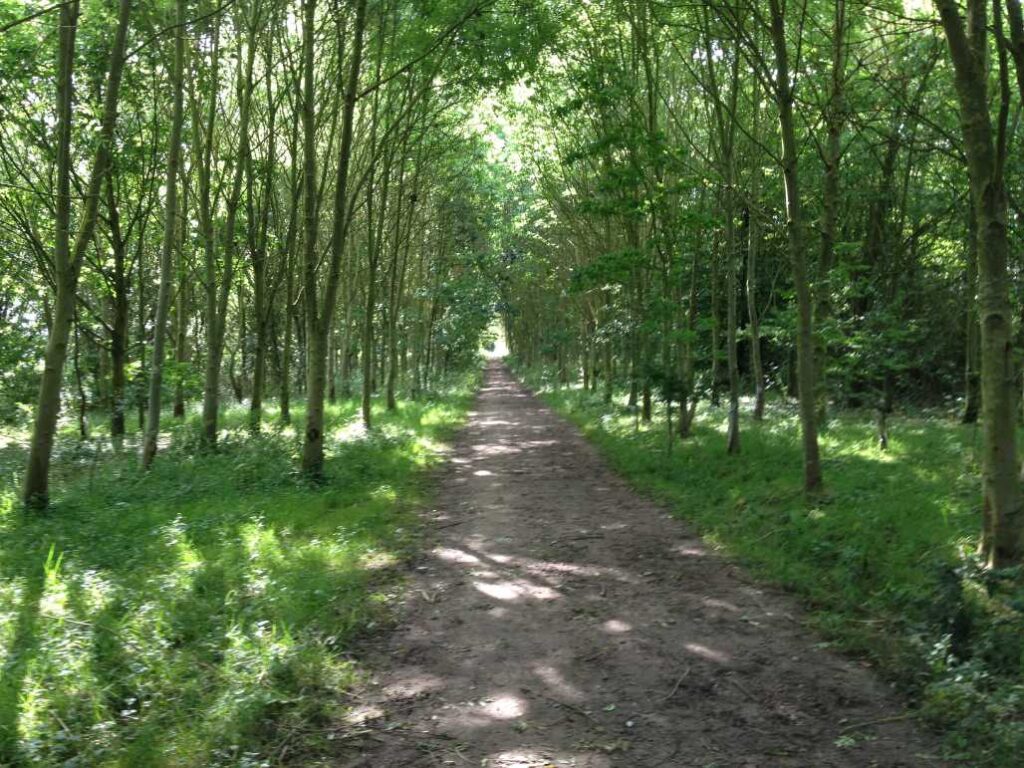 Framlingham Woodland Walk